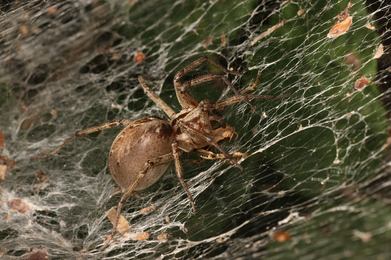 Agelena sp.